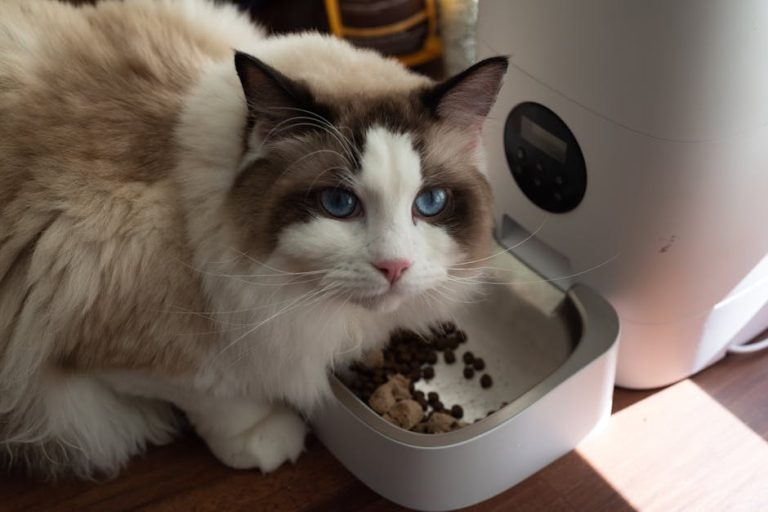 Best automatic pet feeders reviewed
