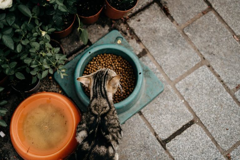 Best cat food for sensitive stomachs