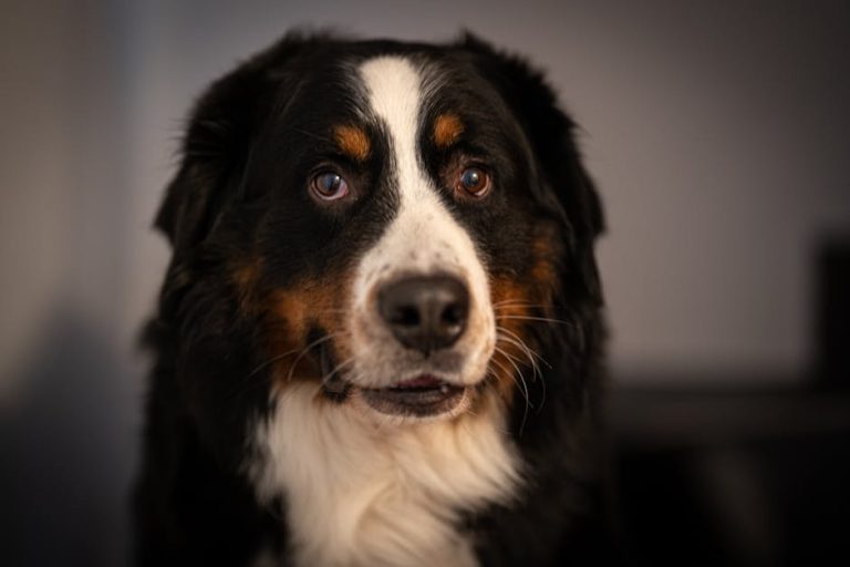 How to keep a dog calm during thunderstorms