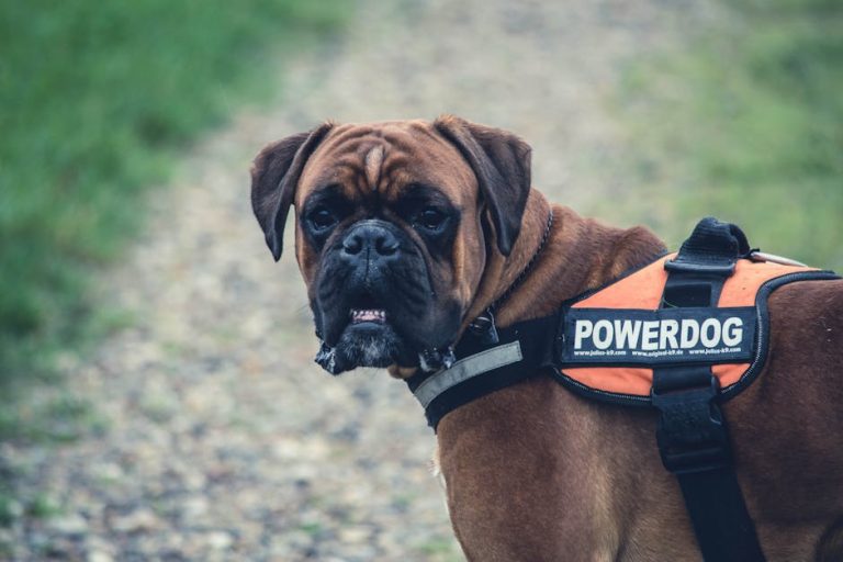 Best dog harnesses for pulling