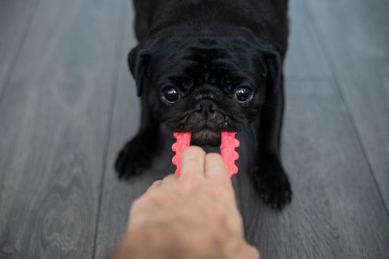 Best interactive dog toys for boredom