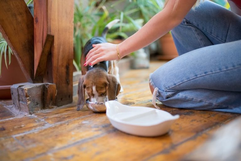 Best slow feeder dog bowls reviewed