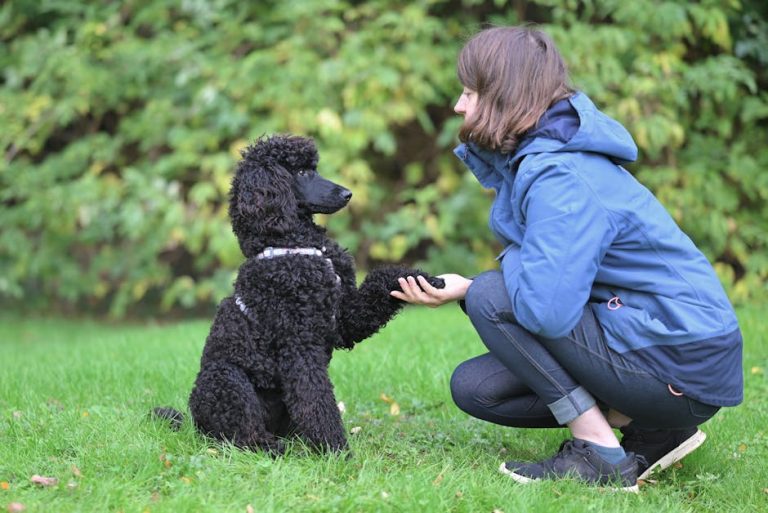 How to teach a dog basic obedience commands