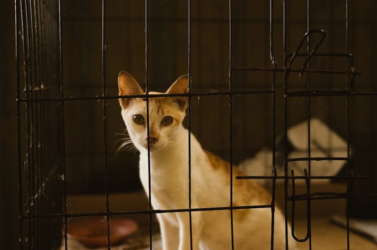 How to bond with a shy rescue cat