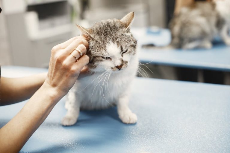 How to calm a stressed cat at the vet