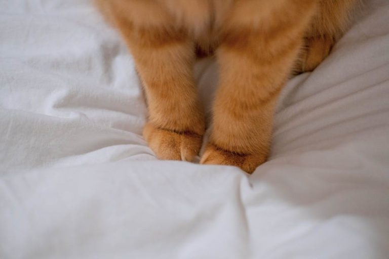 Best cat beds and heated pads reviewed