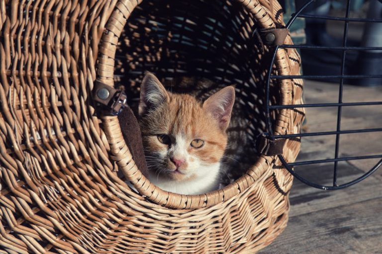 Best cat carriers for travel reviewed