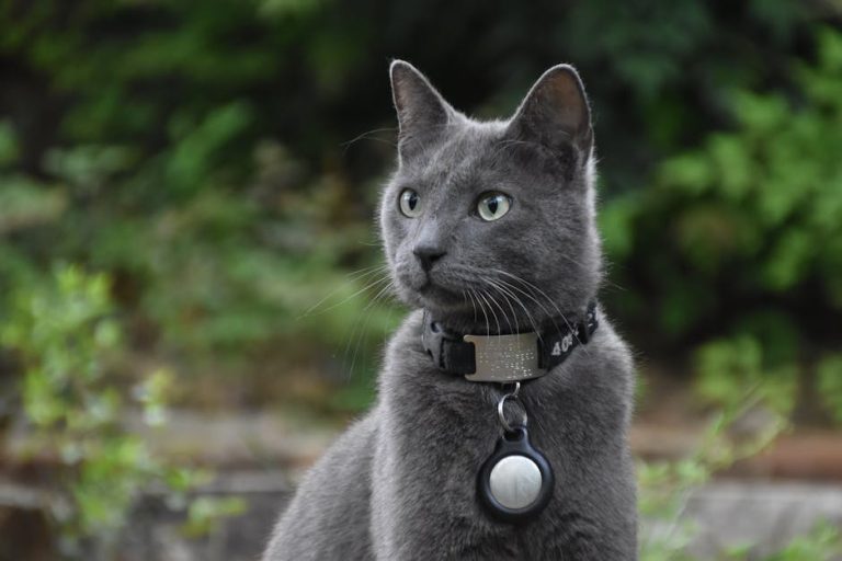 Best cat collar and ID tag options