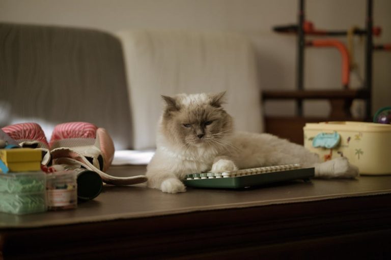 Cat litter types compared for every home