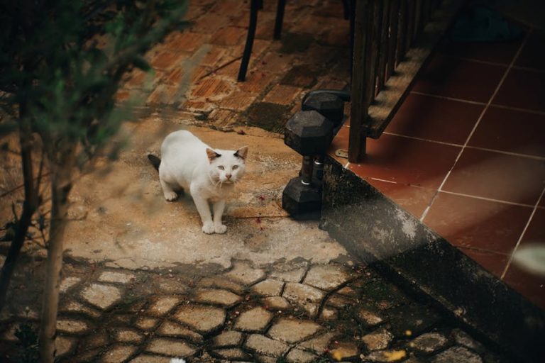 How to help a cat lose weight safely