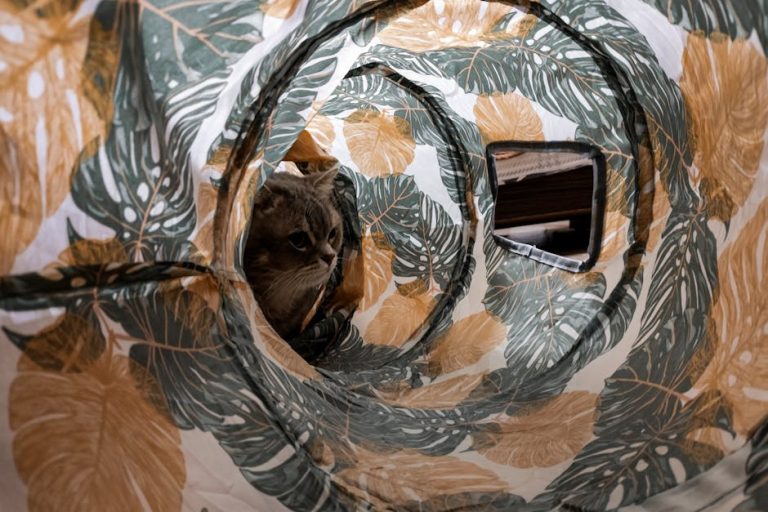 Best cat tunnels and play tubes