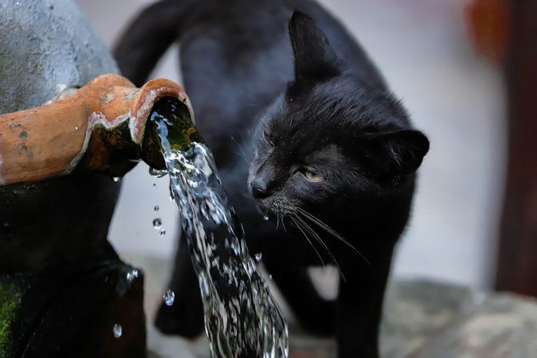 Best cat water fountains for picky drinkers