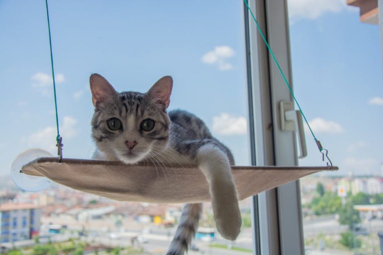 Best cat window perches reviewed