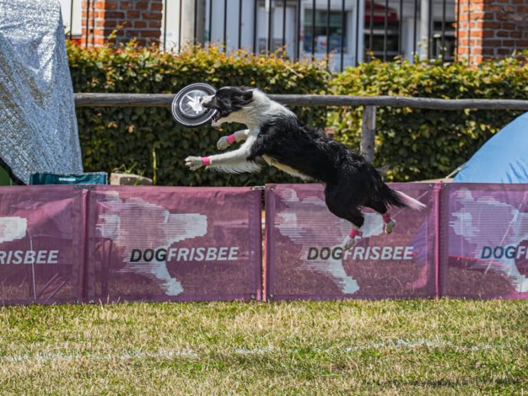 Best dog agility equipment for home