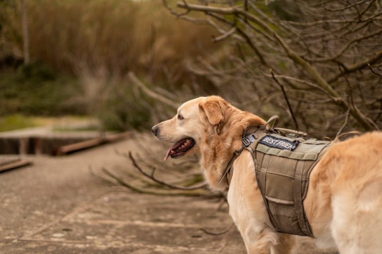 Best dog anxiety wraps and vests reviewed