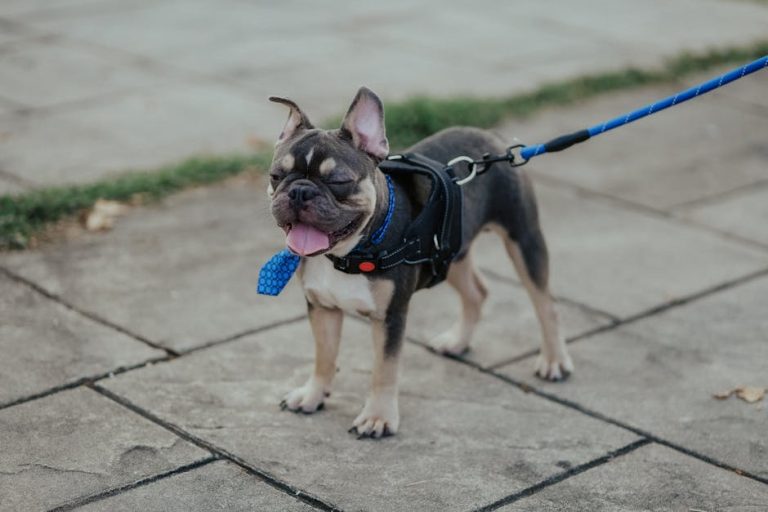 Best dog leashes and long lines reviewed