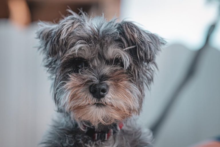Best dog muzzles for grooming reviewed