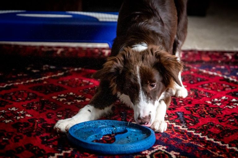 Best dog puzzle toys for smart dogs