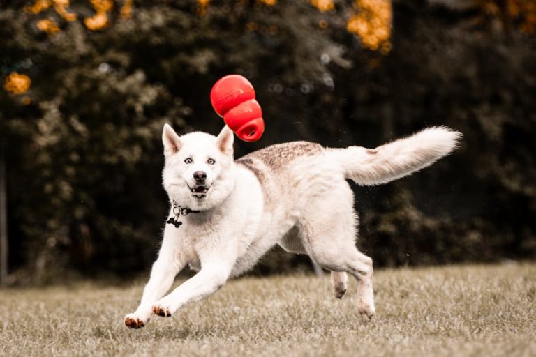 Best dog treat dispensing toys reviewed