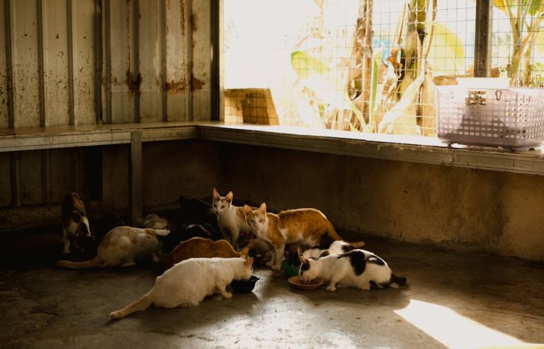 Indoor vs outdoor cats compared for welfare