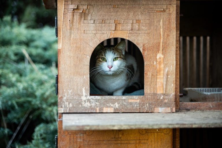 How to move house with a cat safely