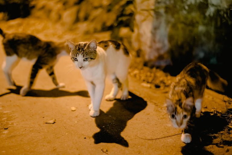 How to prevent cats from going outside at night