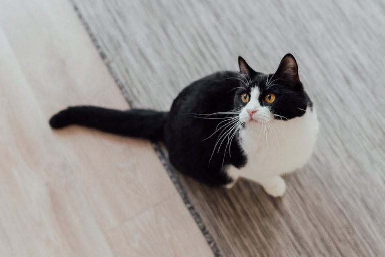 How to stop a cat spraying indoors