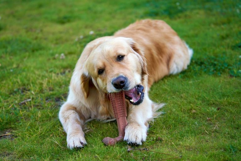 How to stop a dog from chewing everything
