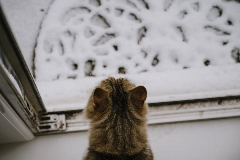 How to teach a cat to use a cat flap