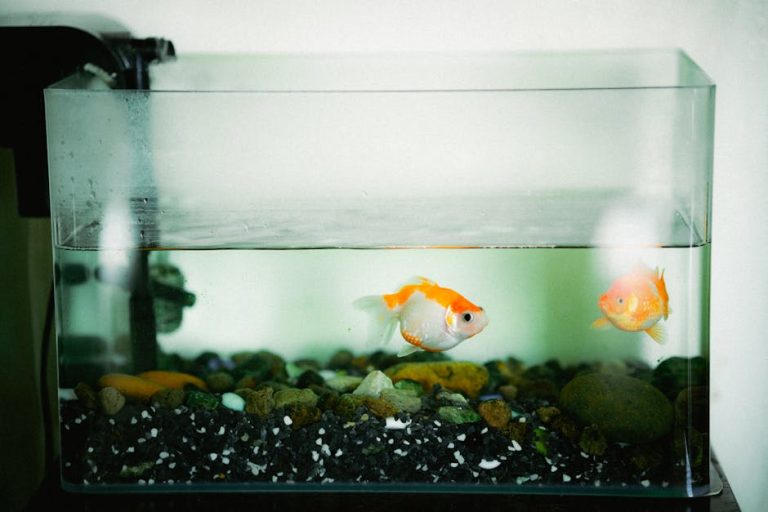 Best aquarium filters for small tanks