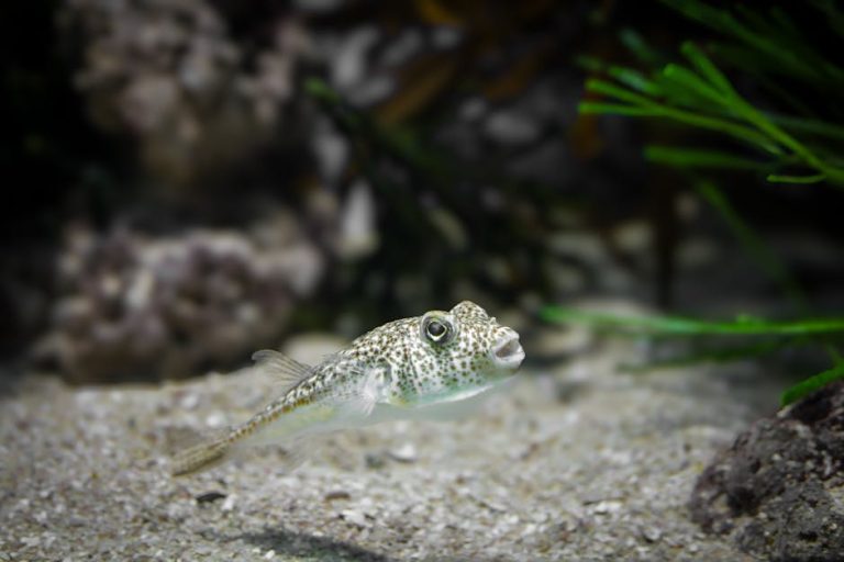 Best aquarium gravel and substrate reviewed