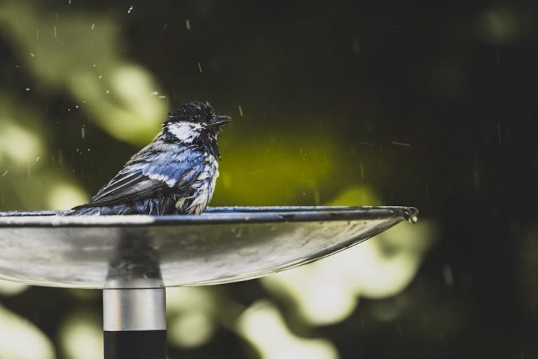 Best bird baths and misters reviewed