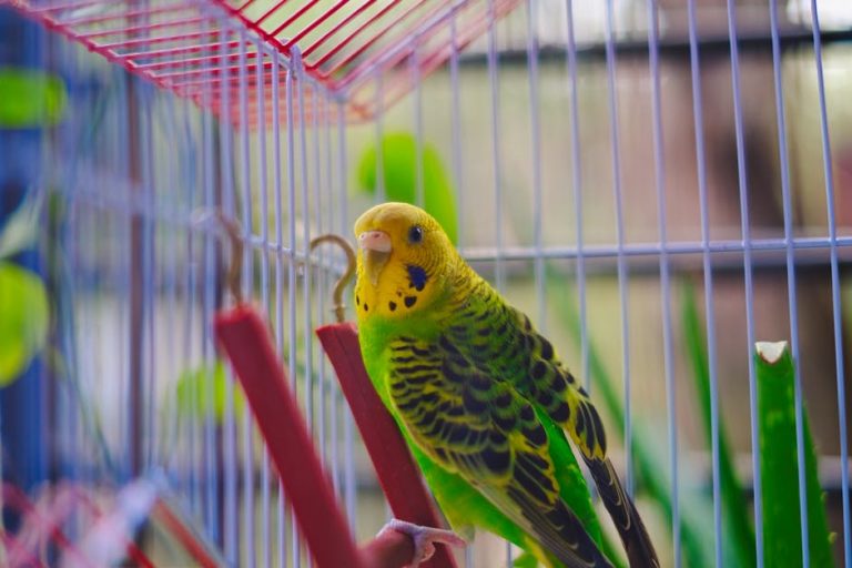 Best bird cages for parakeets reviewed
