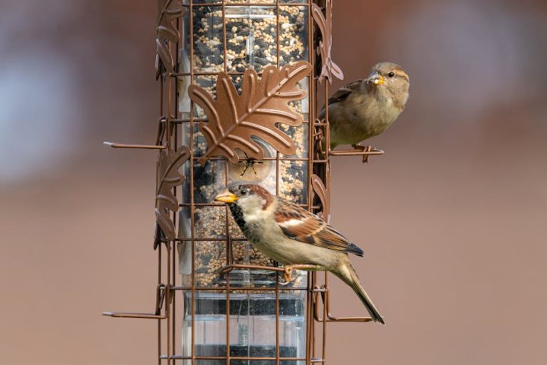 Best bird food dispensers and feeders