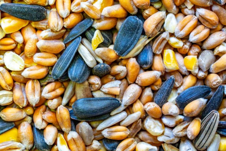 Best bird food and seed mixes reviewed