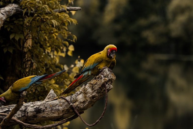 Best bird health supplements reviewed