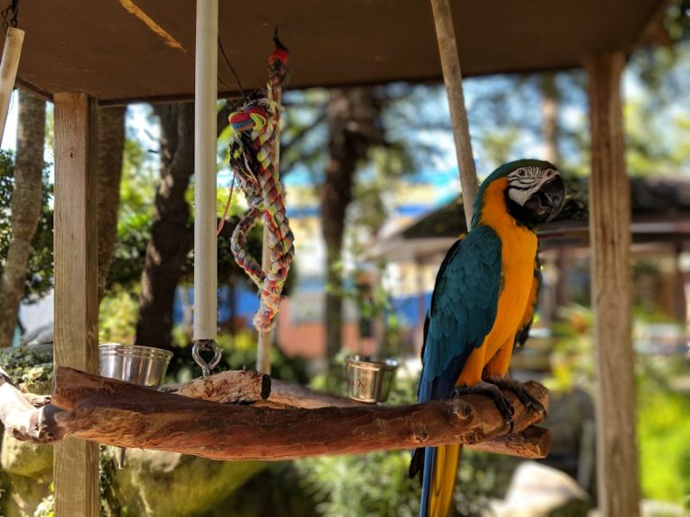 Best bird perches and toys reviewed
