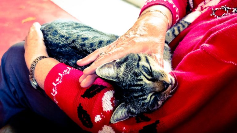How to care for a senior cat at home