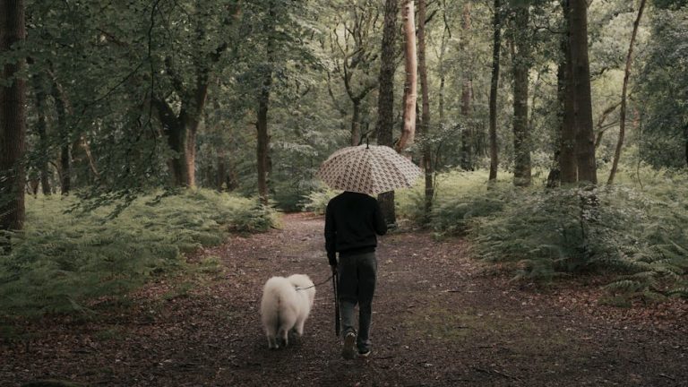 How to check a dog for ticks after walks