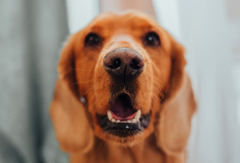 How to clean a dog’s teeth at home