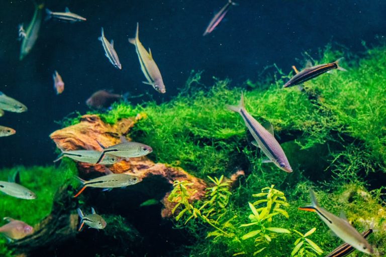 How to control algae in a fish tank