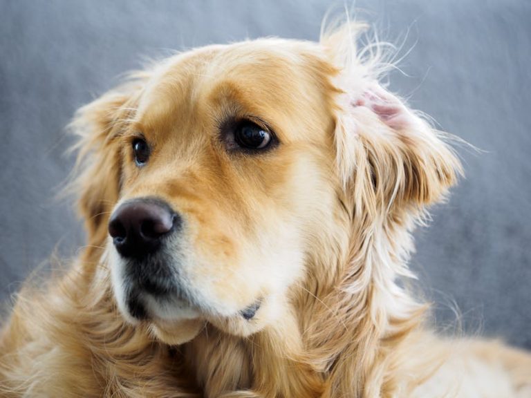 Best dog ear cleaners reviewed