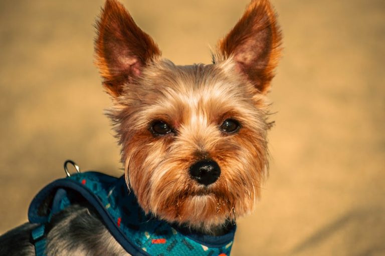 Best dog ear hair removal tools