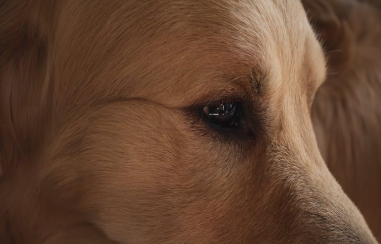 Best dog eye wipes and eye care products