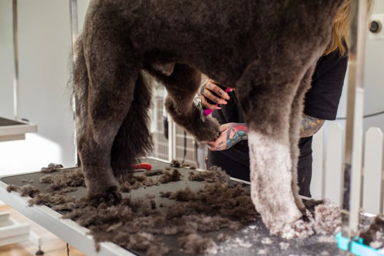 Dog grooming tools ranked for every coat type