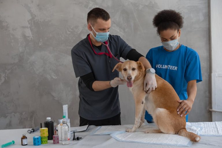 Dog health checks every owner should do monthly