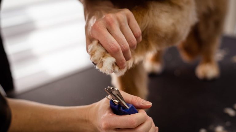 Best dog nail clippers reviewed
