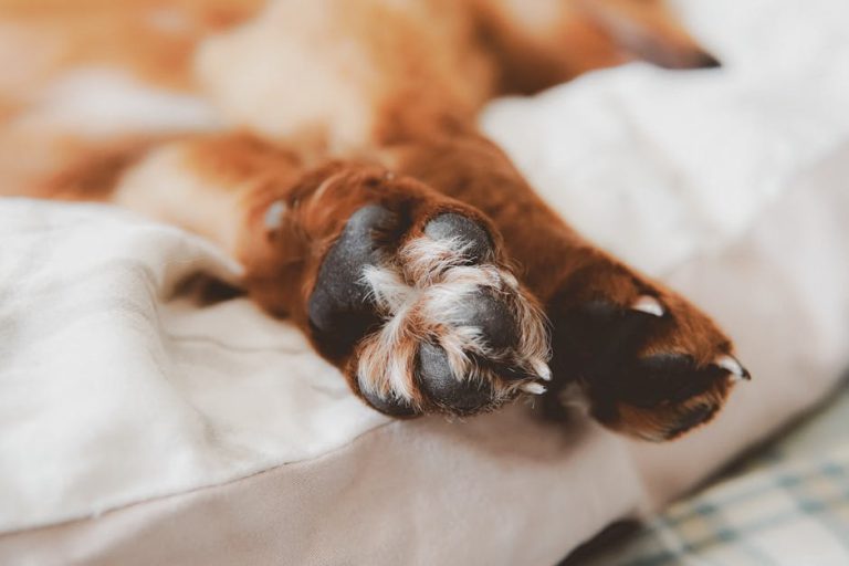 Best dog paw balm and pad protection