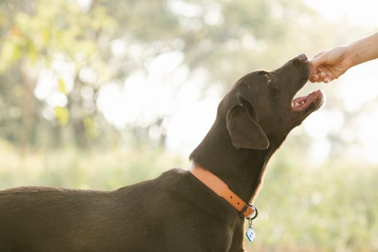 Best dog probiotics reviewed