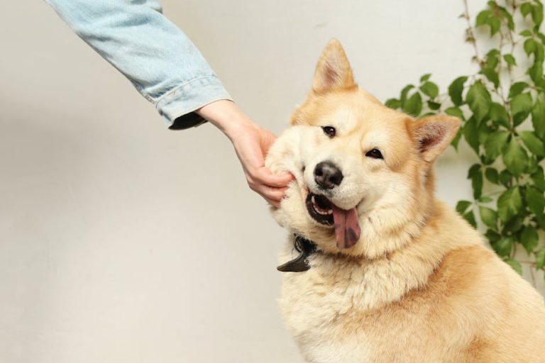 How to express a dog’s anal glands at home